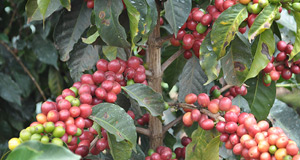 What are the coffee prices?